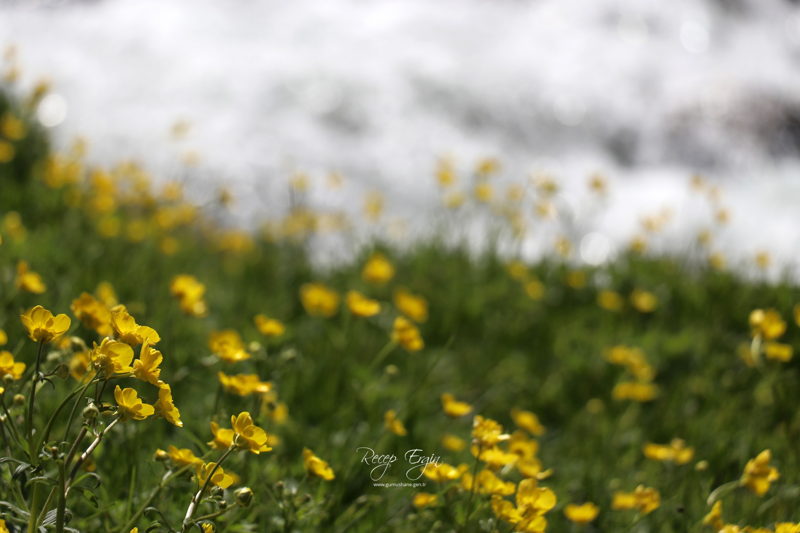Abdalmusa Zirvesi'nin eteklerinde bir doğa harikası: Dulağa Yaylası 1