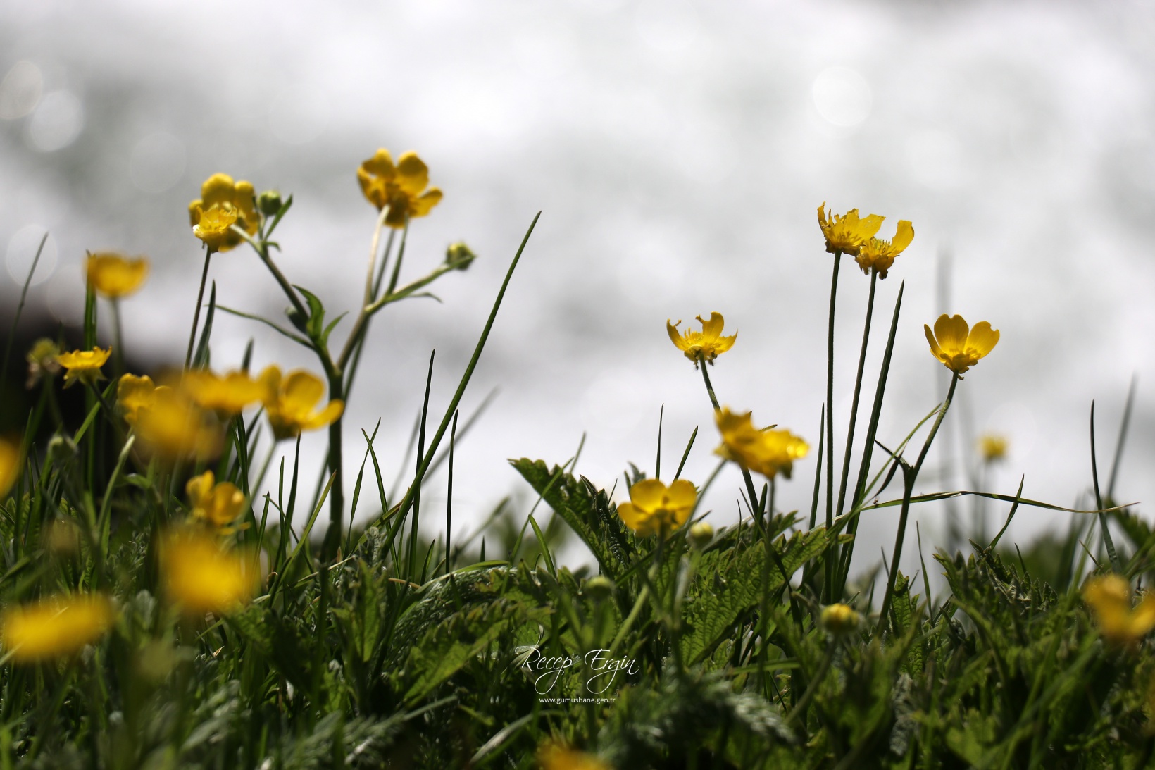 Abdalmusa Zirvesi'nin eteklerinde bir doğa harikası: Dulağa Yaylası 3