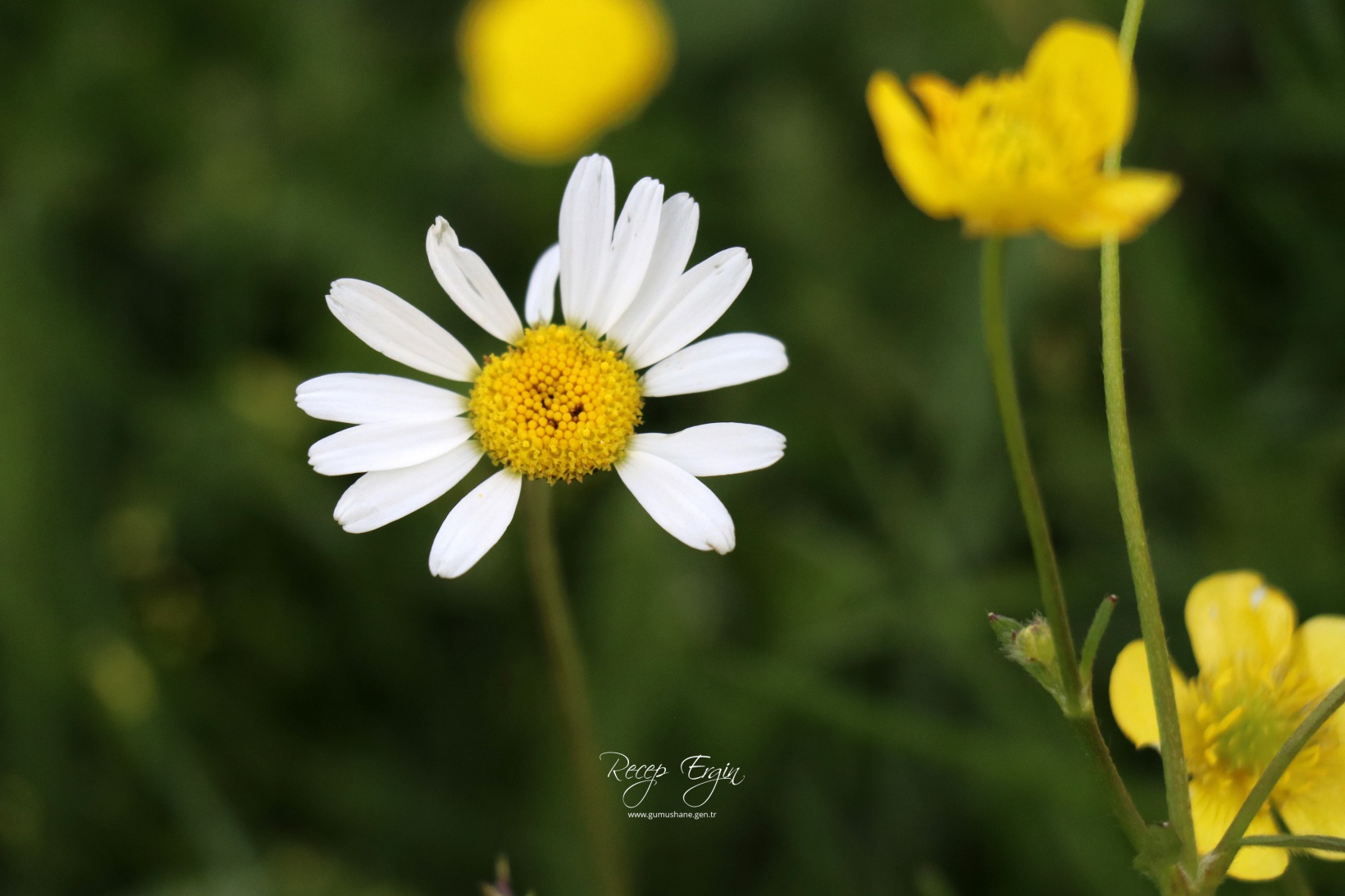 Abdalmusa Zirvesi'nin eteklerinde bir doğa harikası: Dulağa Yaylası 2