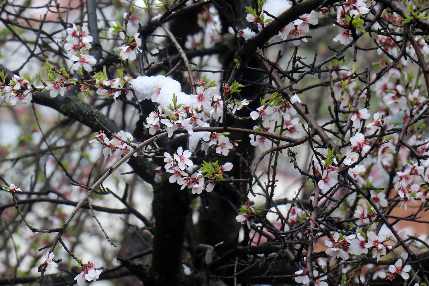 Gümüşhane 21 Nisan'da beyaza büründü 15