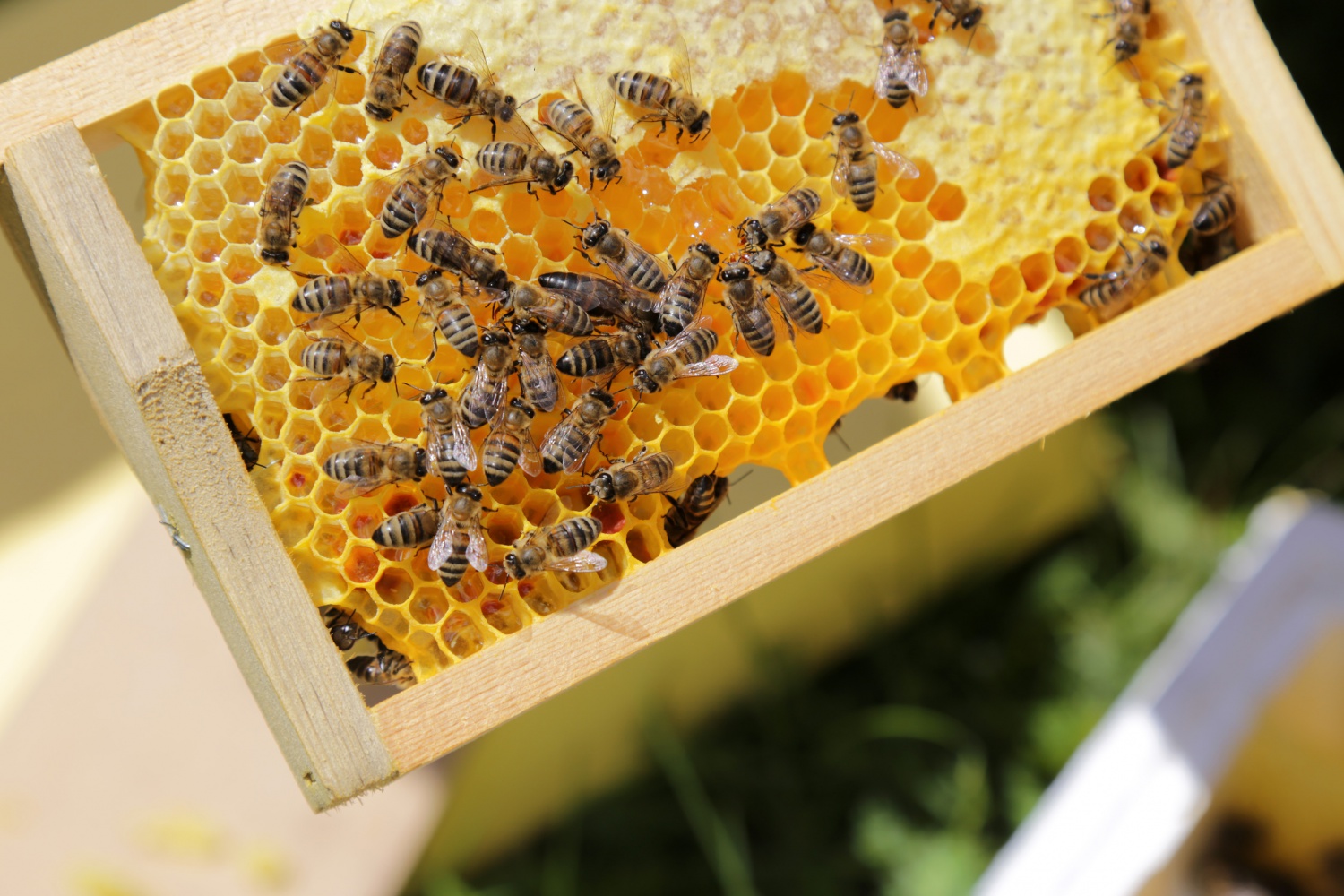 Gümüşhane'den ekonomiye yıllık 1,5 milyon liralık katkı sağlanacak 2