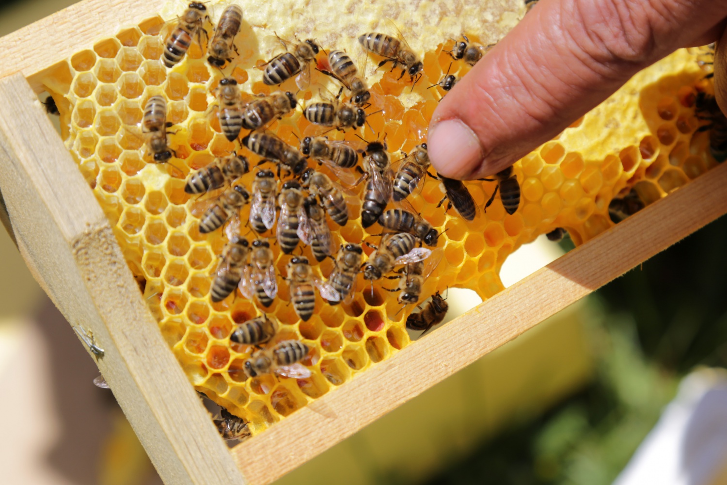 Gümüşhane'den ekonomiye yıllık 1,5 milyon liralık katkı sağlanacak 11