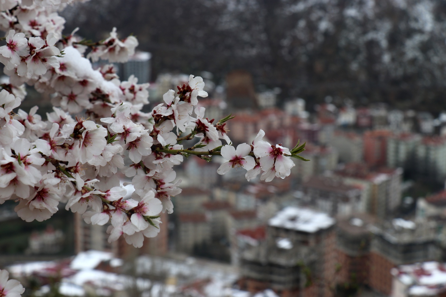 Gümüşhane 21 Nisan'da beyaza büründü 8