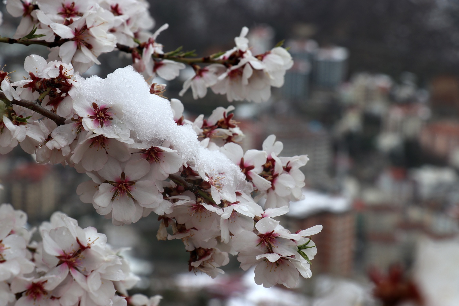 Gümüşhane 21 Nisan'da beyaza büründü 9