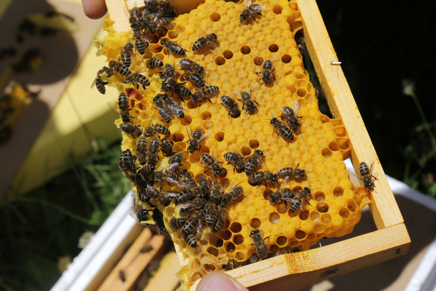 Gümüşhane'den ekonomiye yıllık 1,5 milyon liralık katkı sağlanacak 3