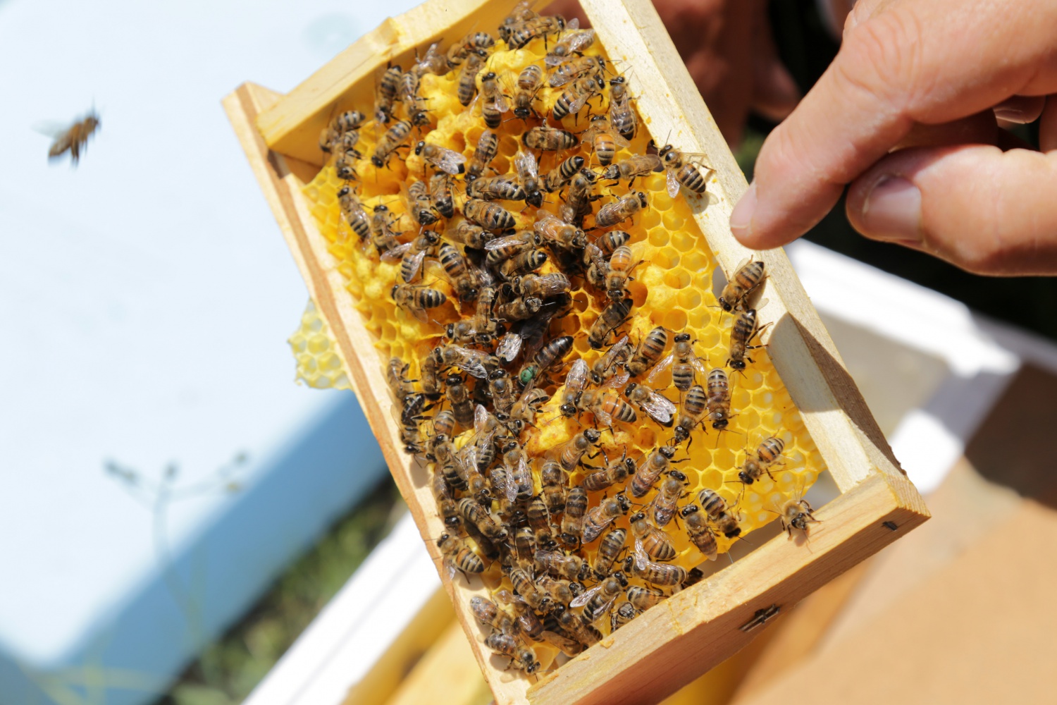 Gümüşhane'den ekonomiye yıllık 1,5 milyon liralık katkı sağlanacak 7