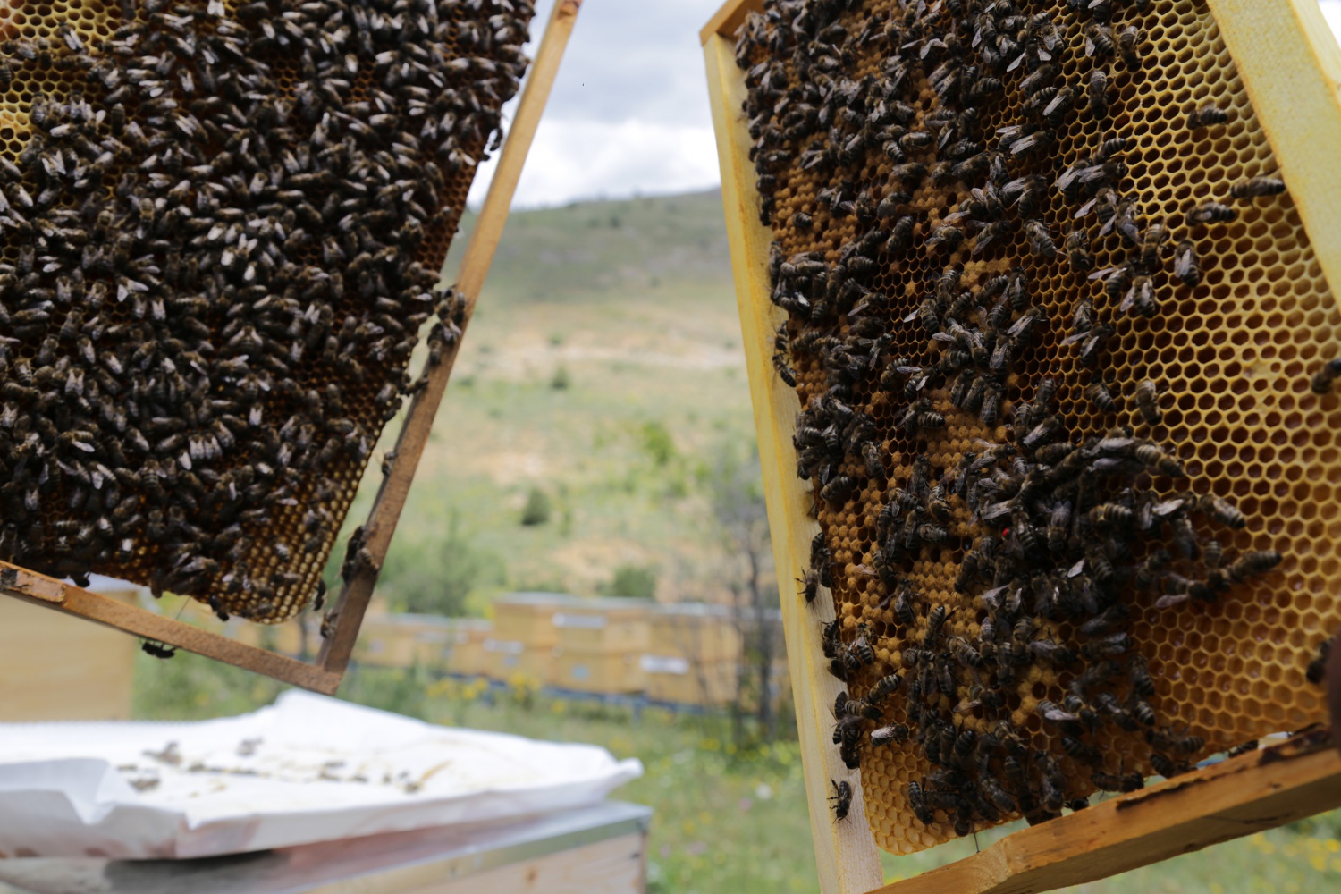 Gümüşhane'den ekonomiye yıllık 1,5 milyon liralık katkı sağlanacak 22