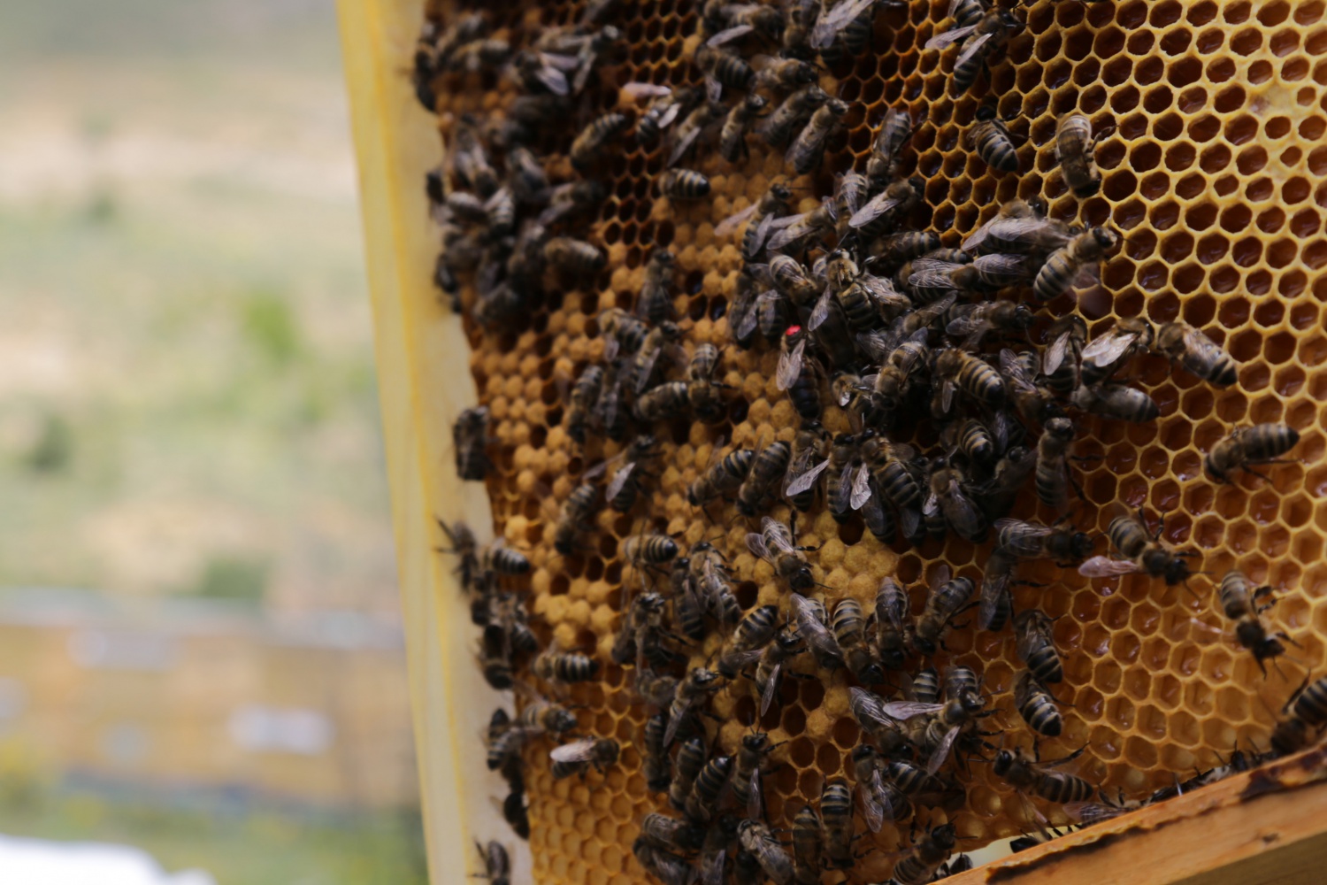 Gümüşhane'den ekonomiye yıllık 1,5 milyon liralık katkı sağlanacak 23