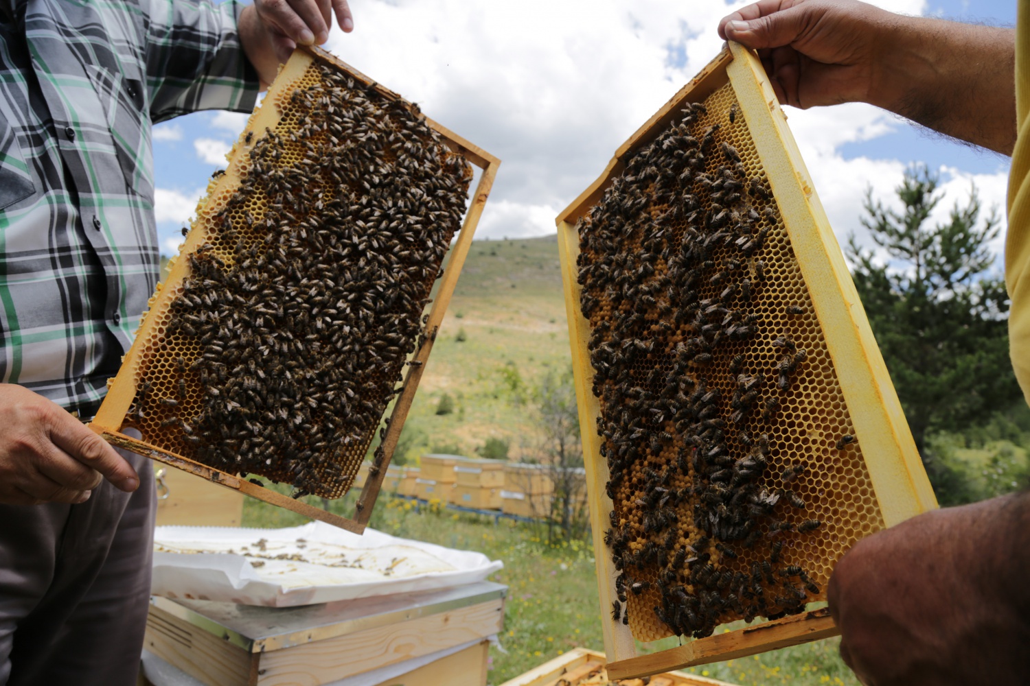 Gümüşhane'den ekonomiye yıllık 1,5 milyon liralık katkı sağlanacak 8