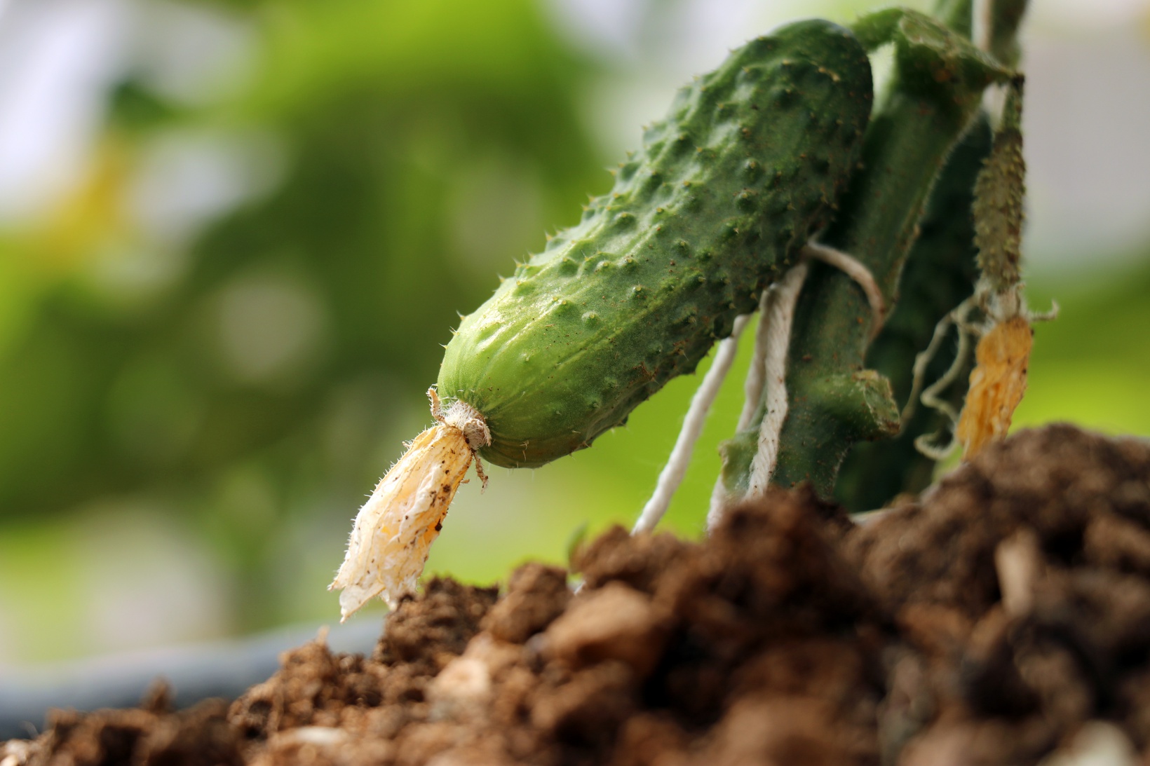 Gümüşhane’nin en büyük sera alanını Torul Belediyesi kurdu 1