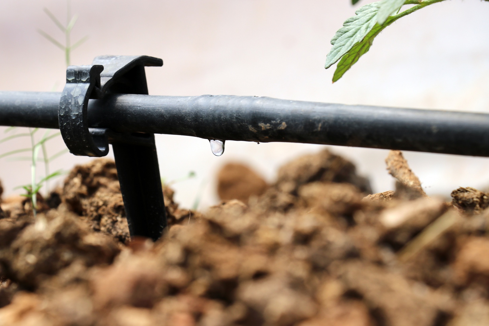 Gümüşhane’nin en büyük sera alanını Torul Belediyesi kurdu 8