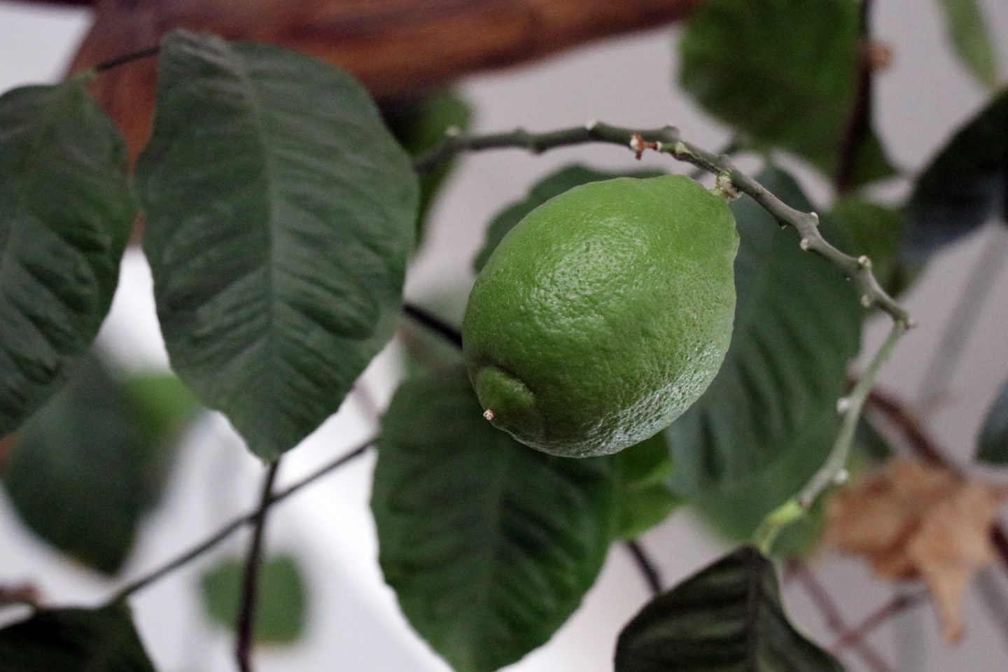 Bu kütüphanenin bir benzeri daha yok 4