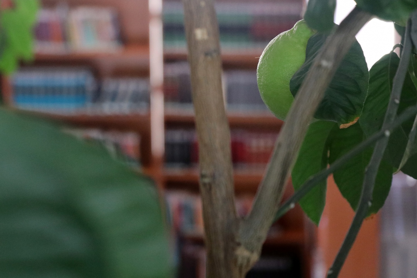 Bu kütüphanenin bir benzeri daha yok 1