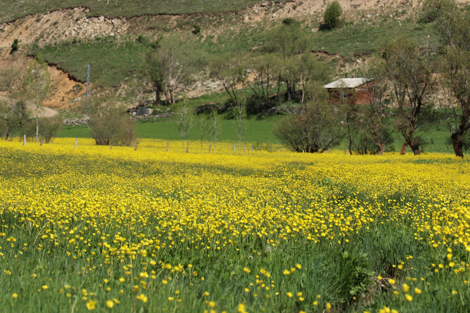 Sarıçiçek Köyü'nde 20 günlük doğa şöleni başladı 5