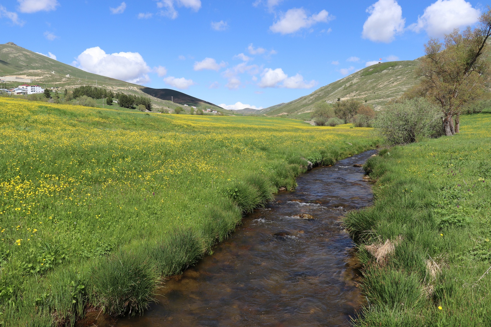 Sarıçiçek Köyü'nde 20 günlük doğa şöleni başladı 8