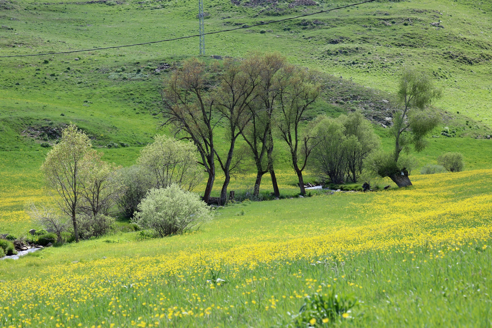 Sarıçiçek Köyü'nde 20 günlük doğa şöleni başladı 13