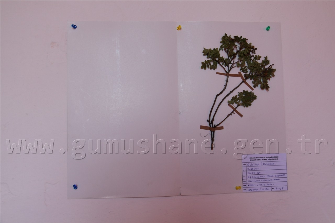 Türkiye’nin 3. Herbaryum Bitki Müzesi Zigana'da Açıldı 2