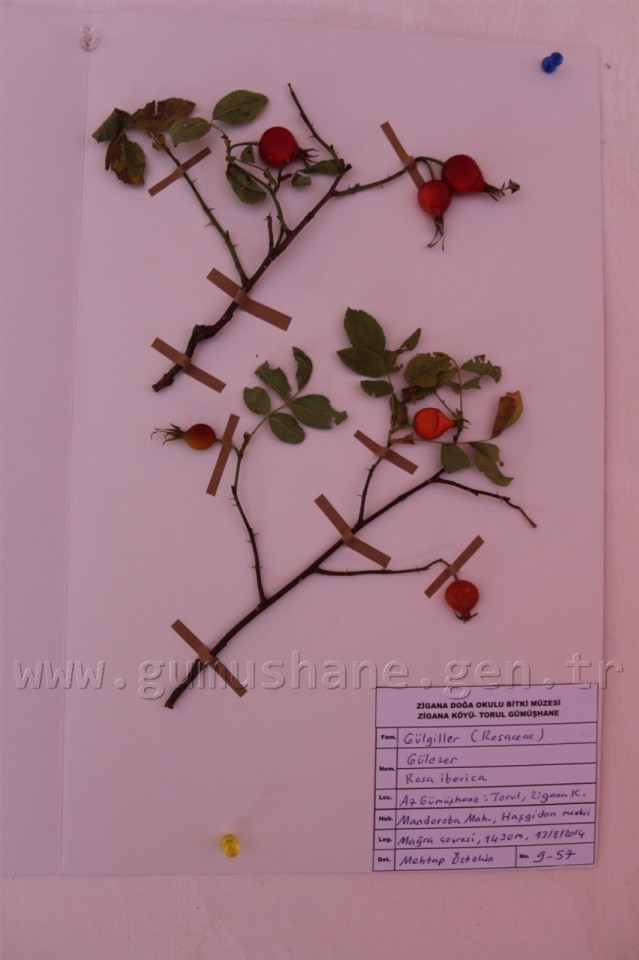 Türkiye’nin 3. Herbaryum Bitki Müzesi Zigana'da Açıldı 3