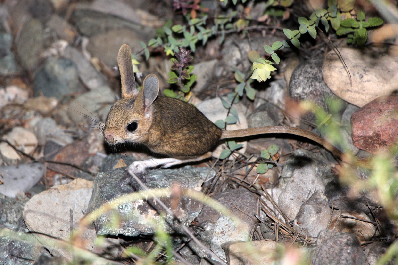Gümüşhane’de Araptavşanı görüntülendi 2