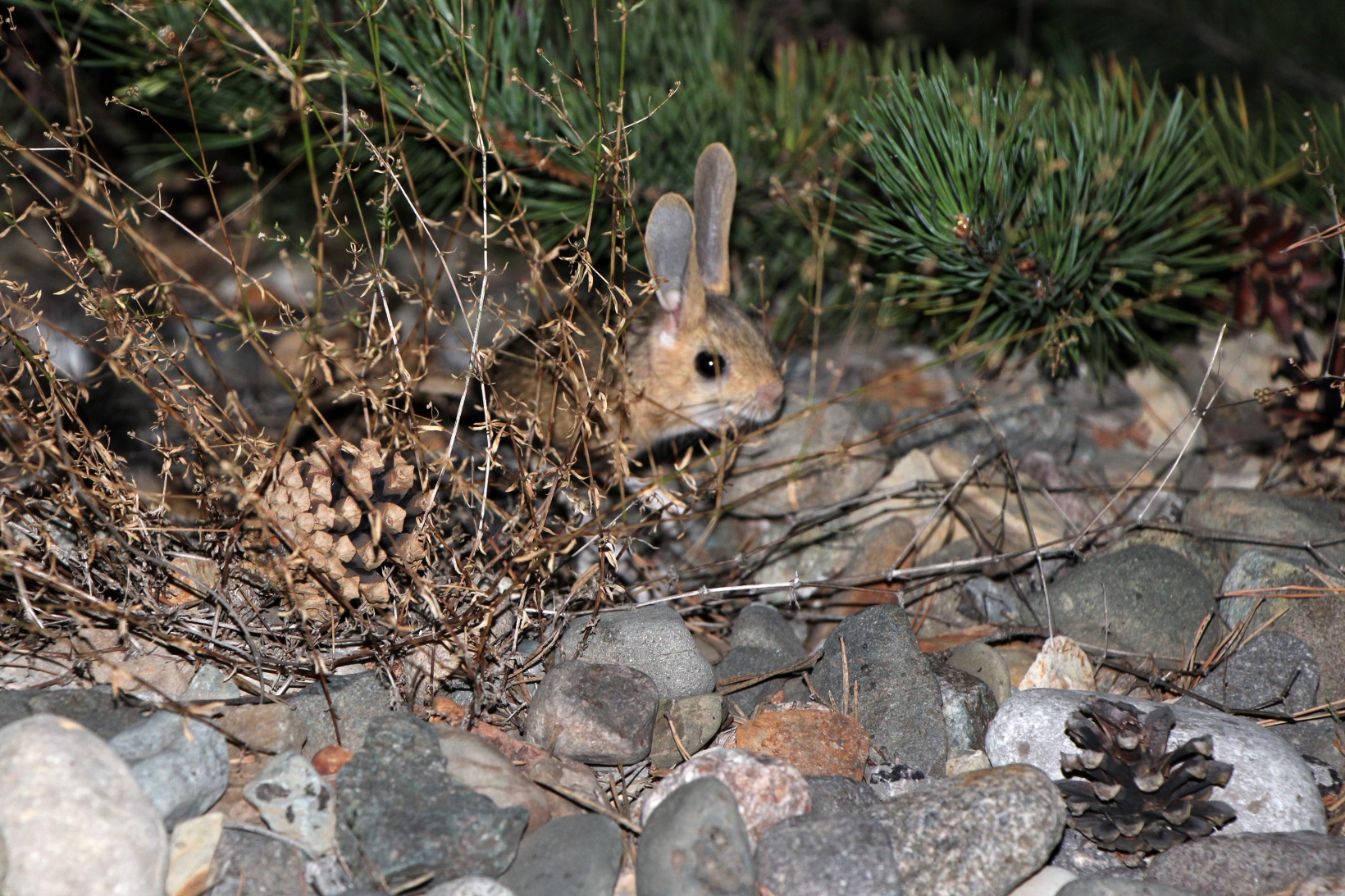 Gümüşhane’de Araptavşanı görüntülendi 5