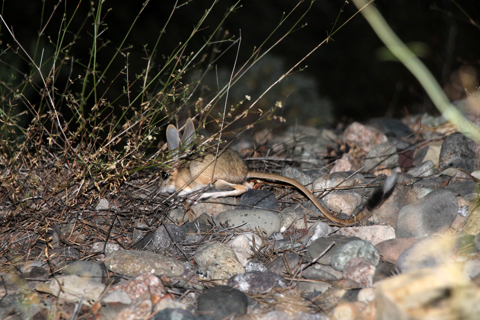 Gümüşhane’de Araptavşanı görüntülendi 1