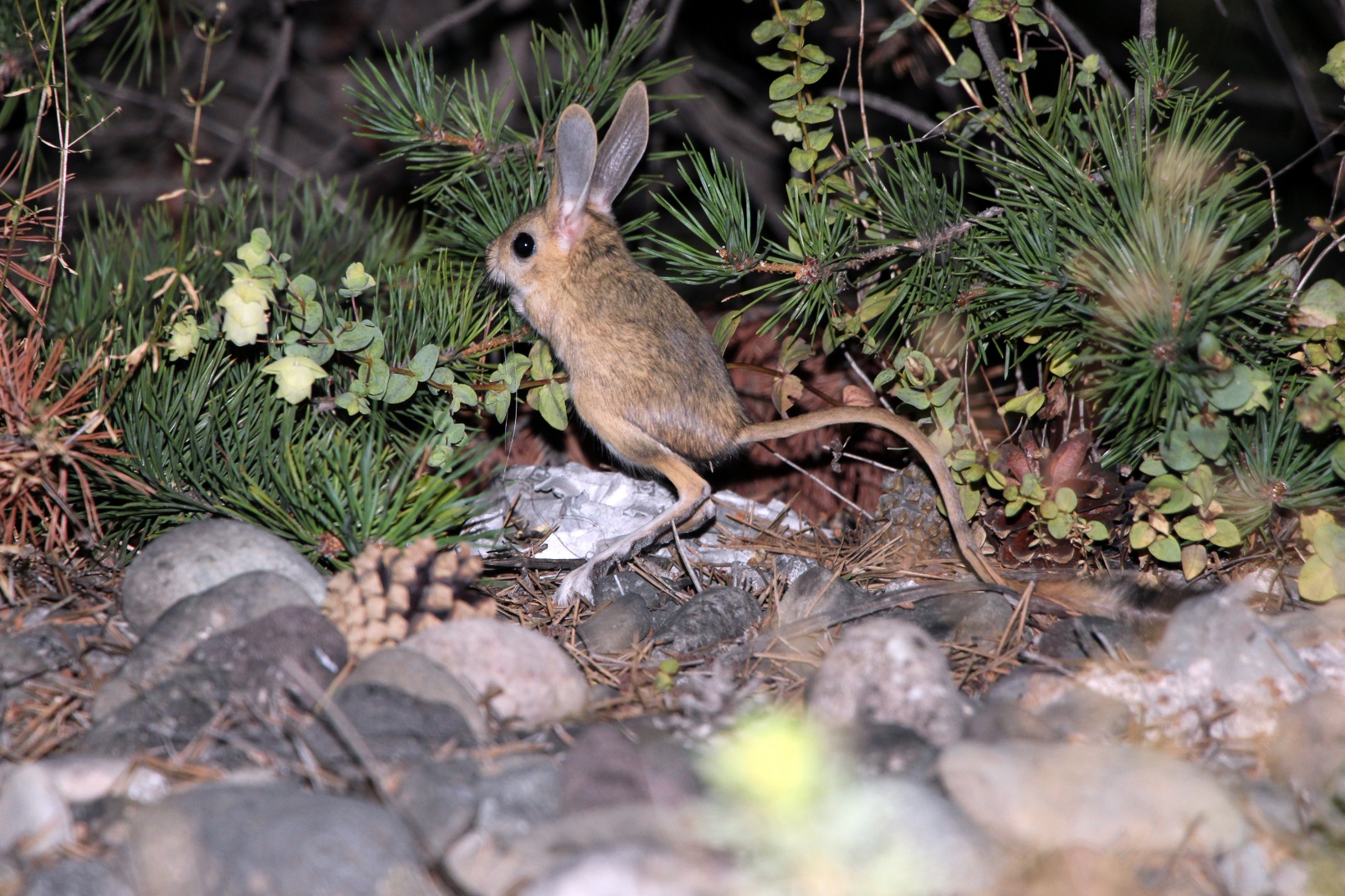Gümüşhane’de Araptavşanı görüntülendi 3