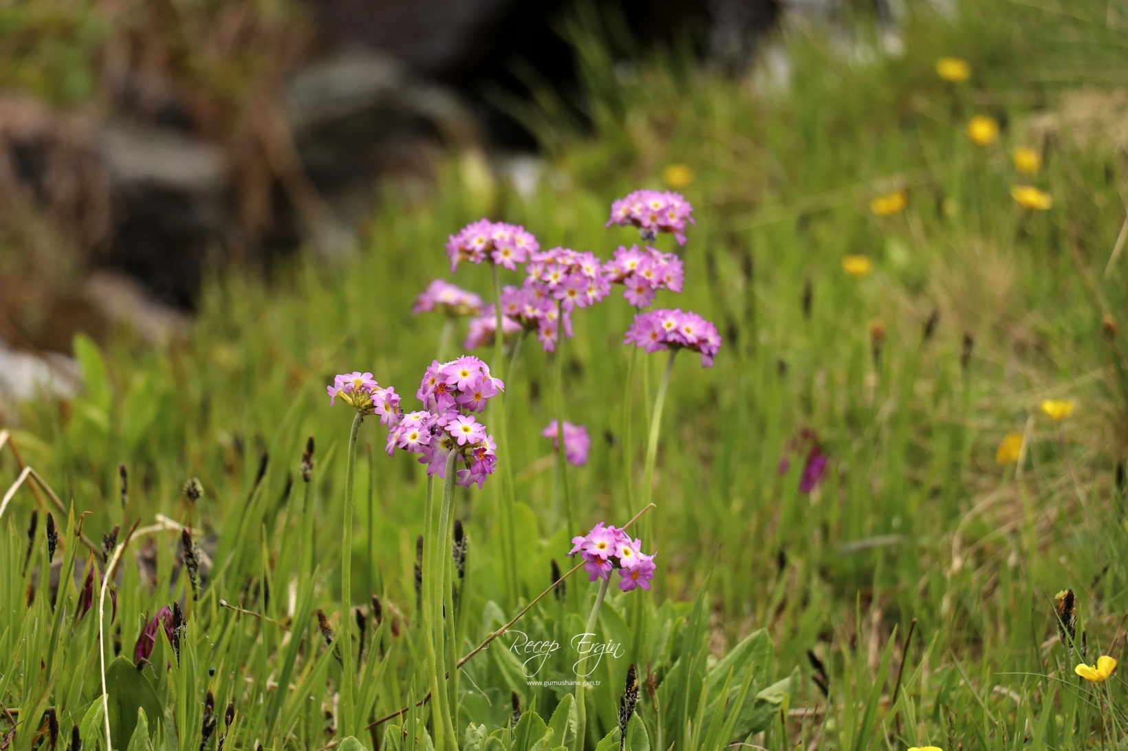 Artabel Gölleri'nde baharın renk cümbüşü başladı 5