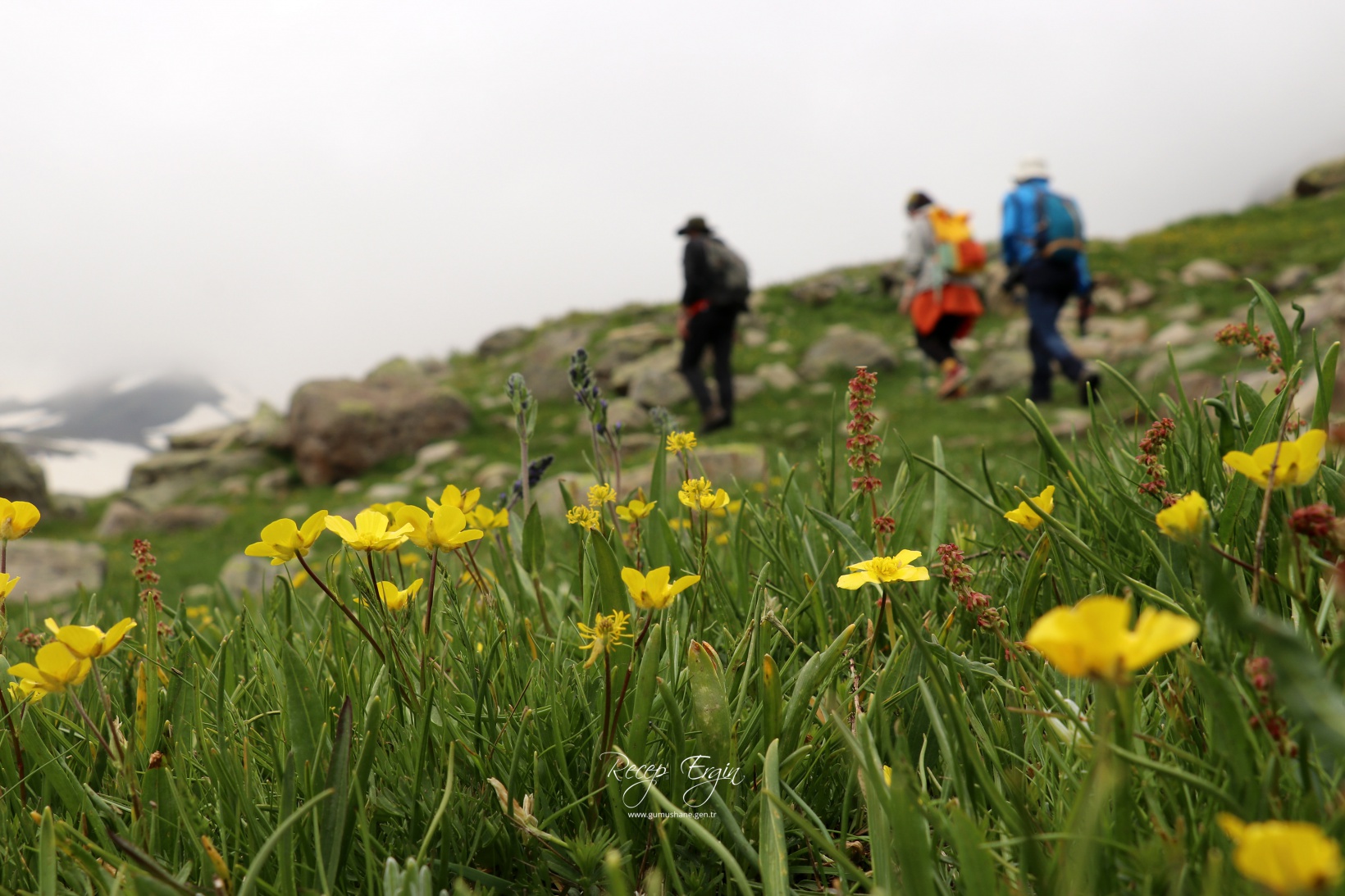 Artabel Gölleri'nde baharın renk cümbüşü başladı 9