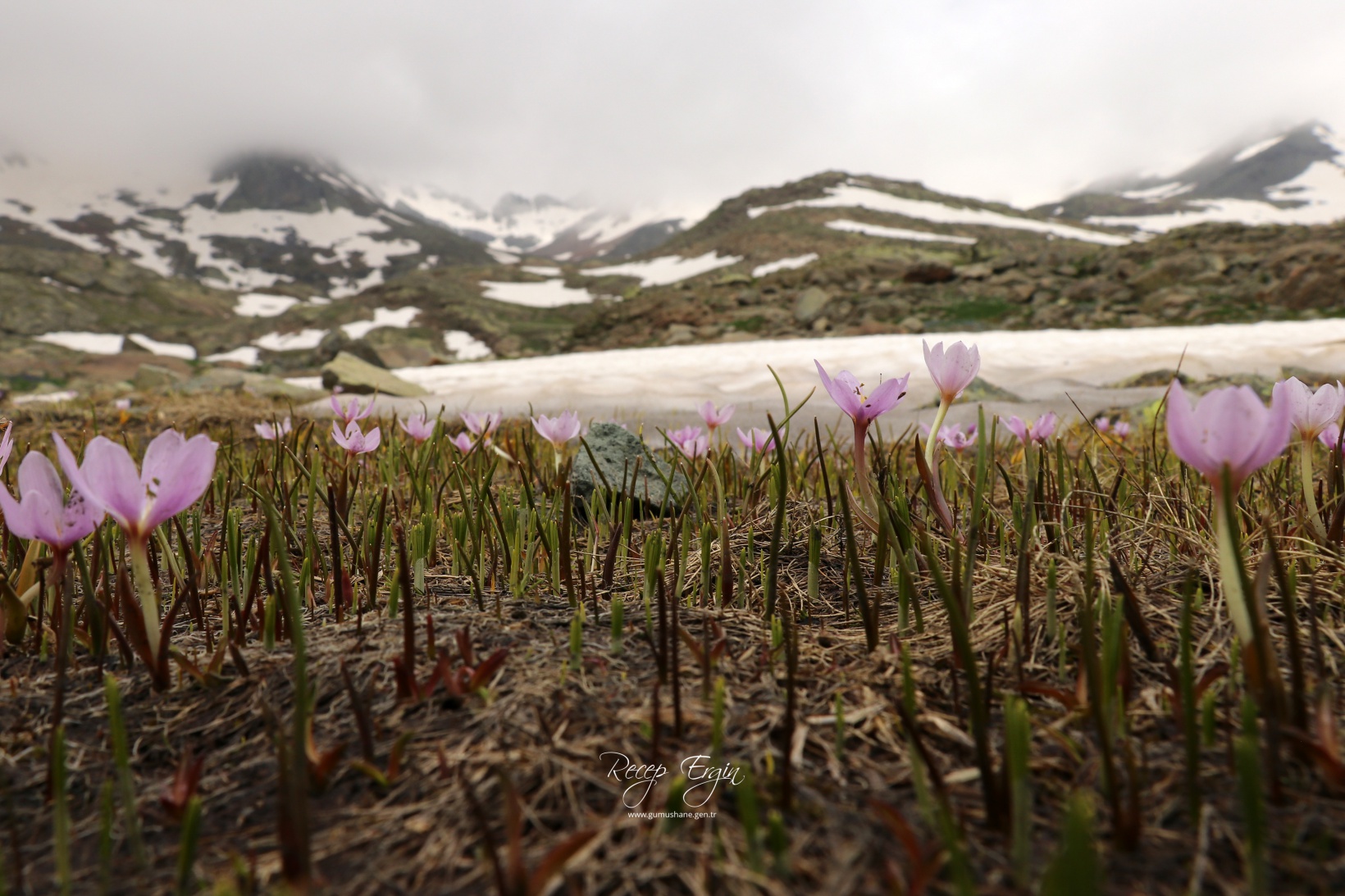 Artabel Gölleri'nde baharın renk cümbüşü başladı 13
