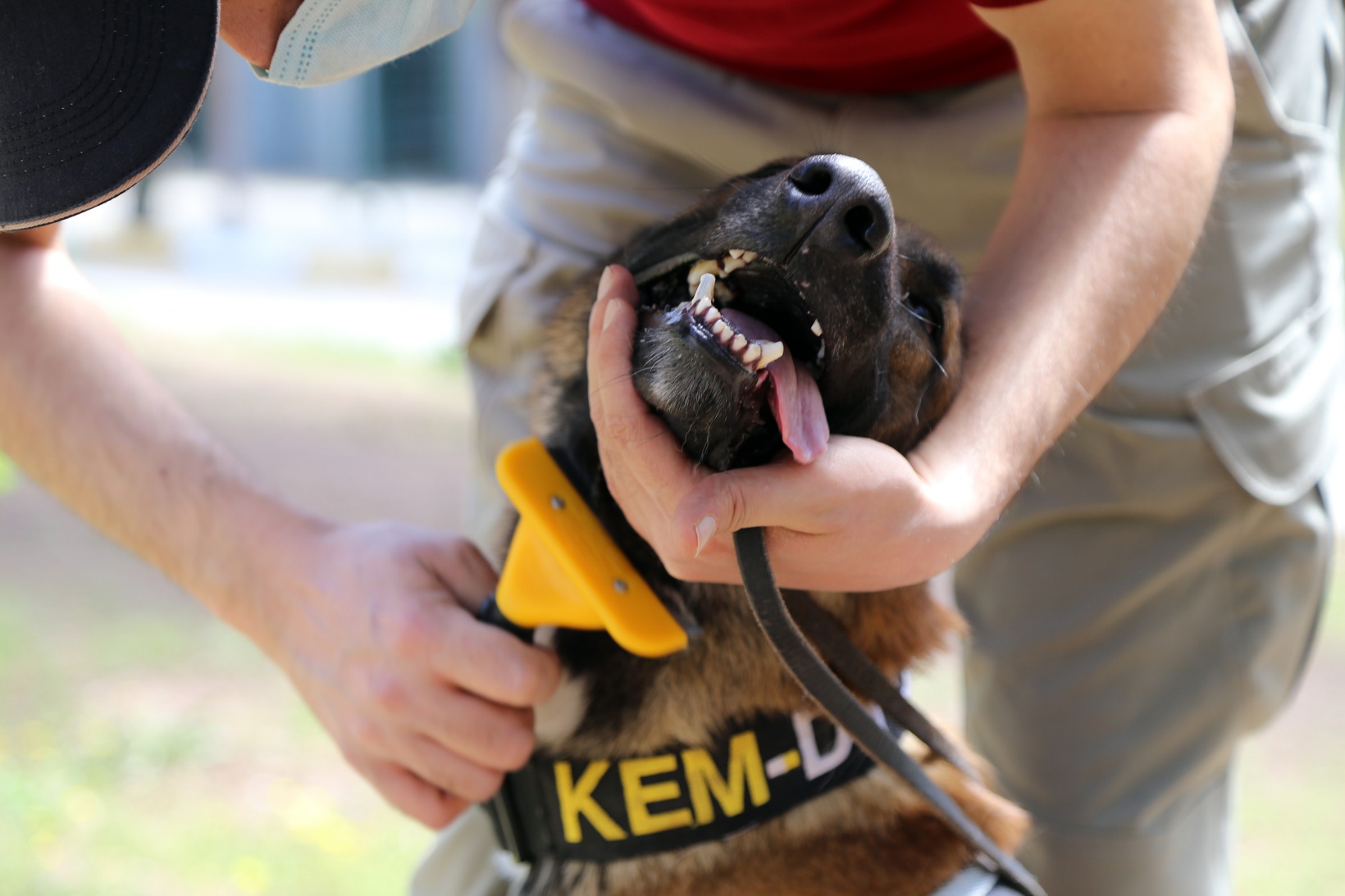 Narkotik ekiplerinin en büyük yardımcısı: Alex 3