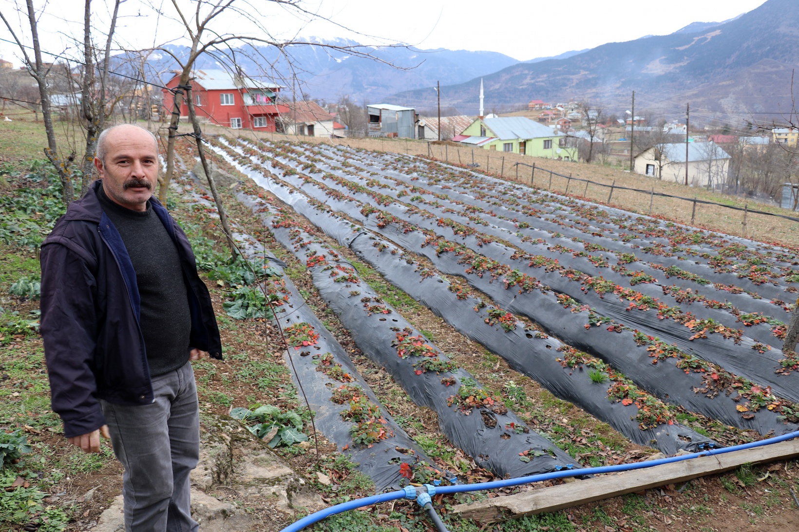 Bu köyde çilek geçim kaynağı oldu 7