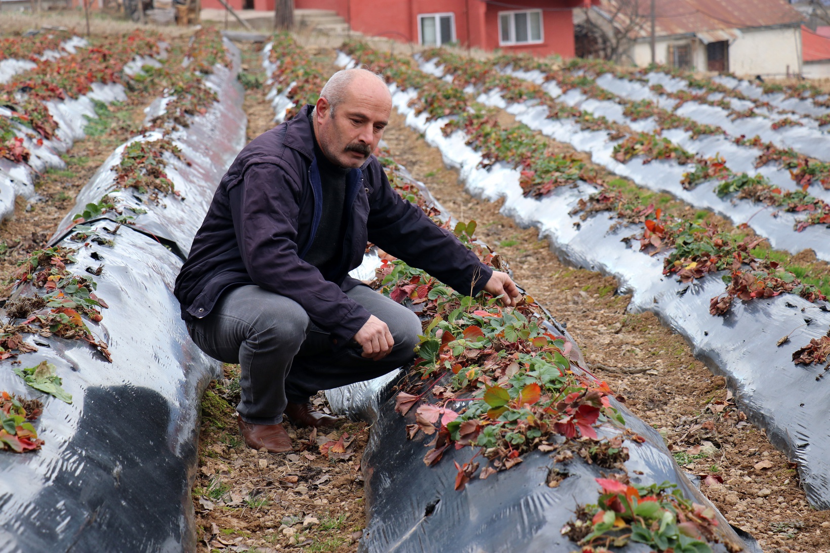 Bu köyde çilek geçim kaynağı oldu 9