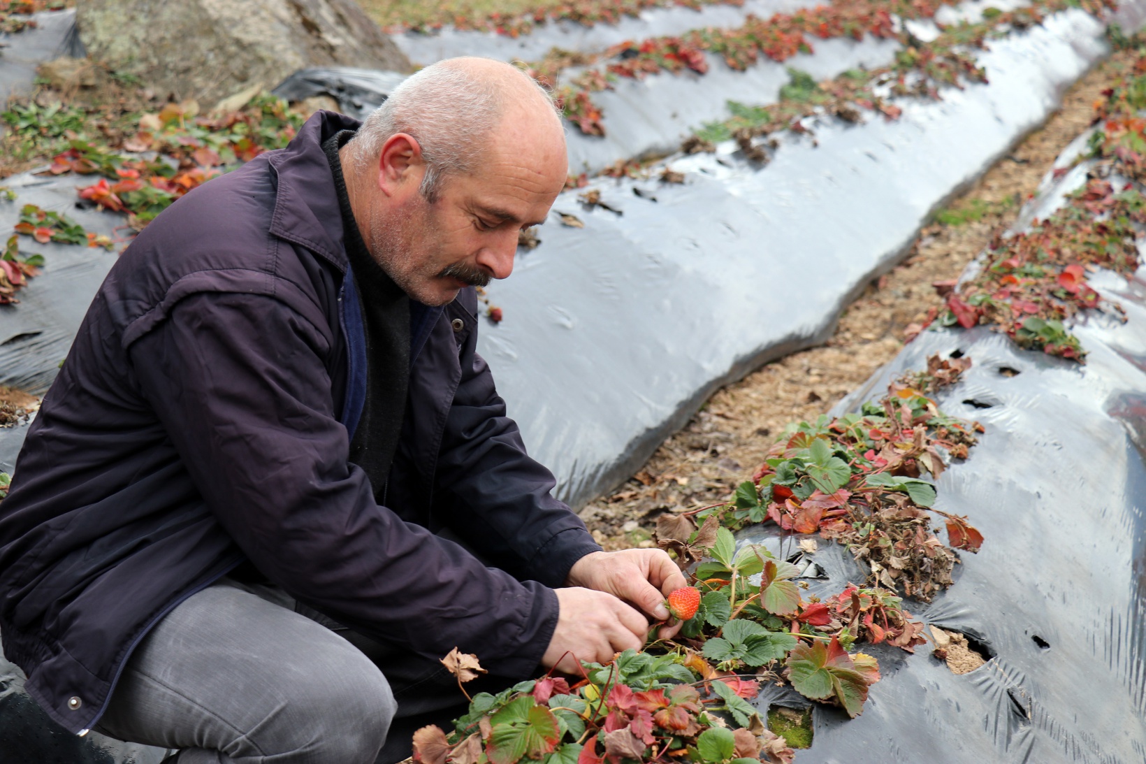 Bu köyde çilek geçim kaynağı oldu 3