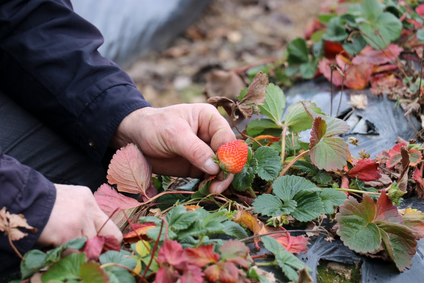 Bu köyde çilek geçim kaynağı oldu 4