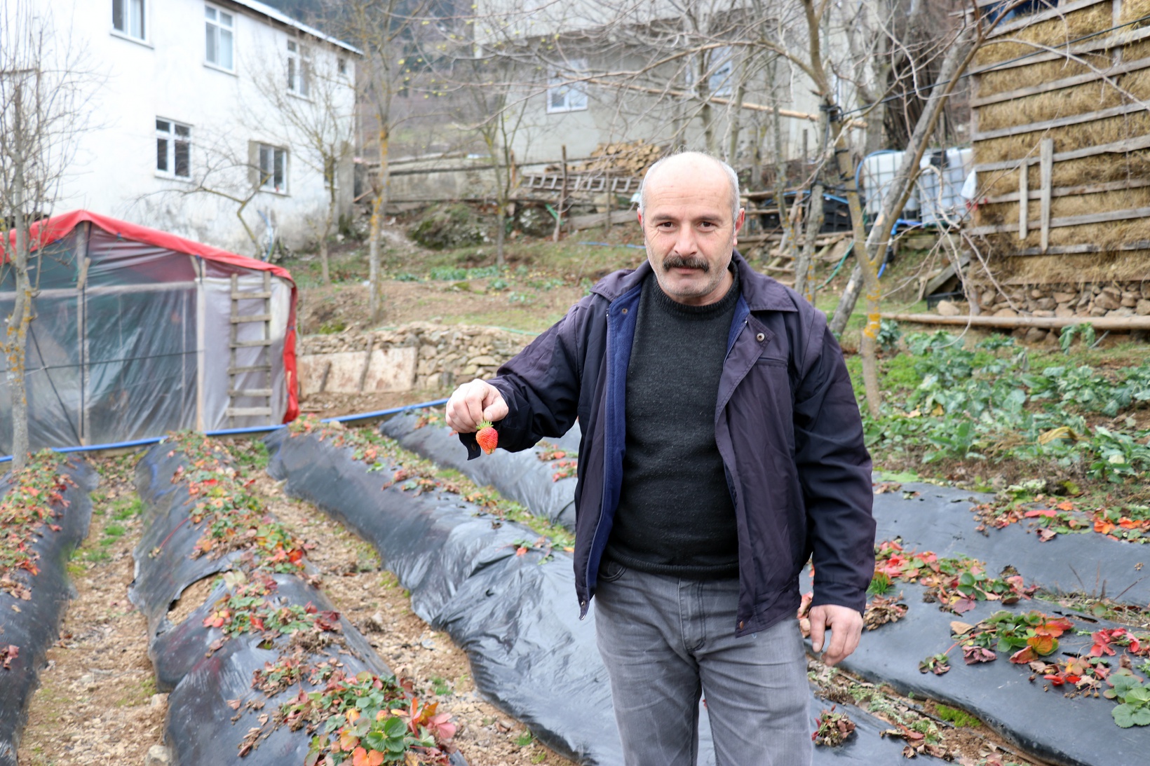 Bu köyde çilek geçim kaynağı oldu 8