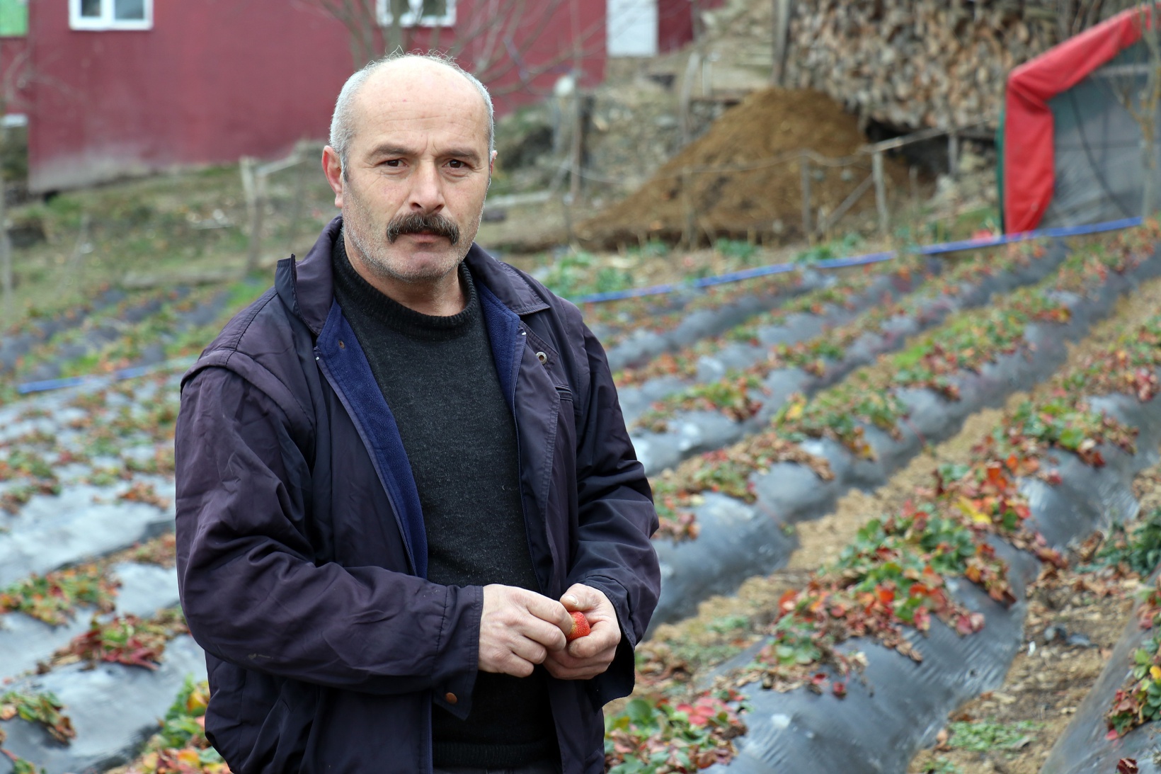 Bu köyde çilek geçim kaynağı oldu 2