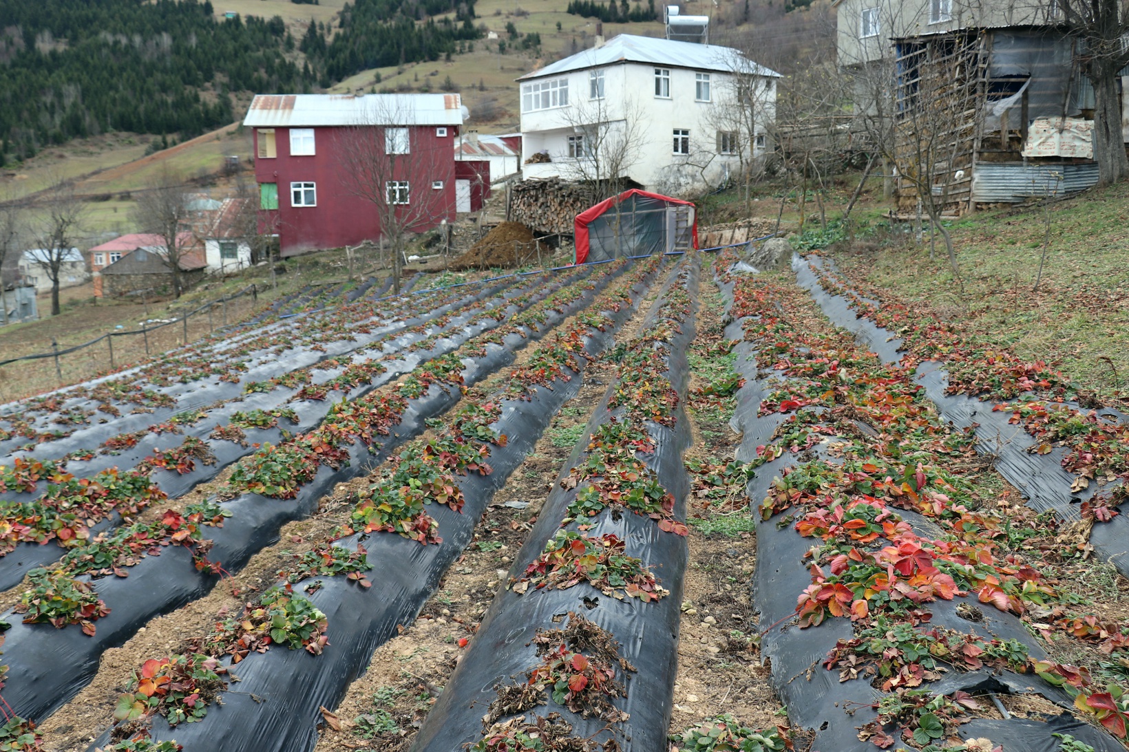 Bu köyde çilek geçim kaynağı oldu 6