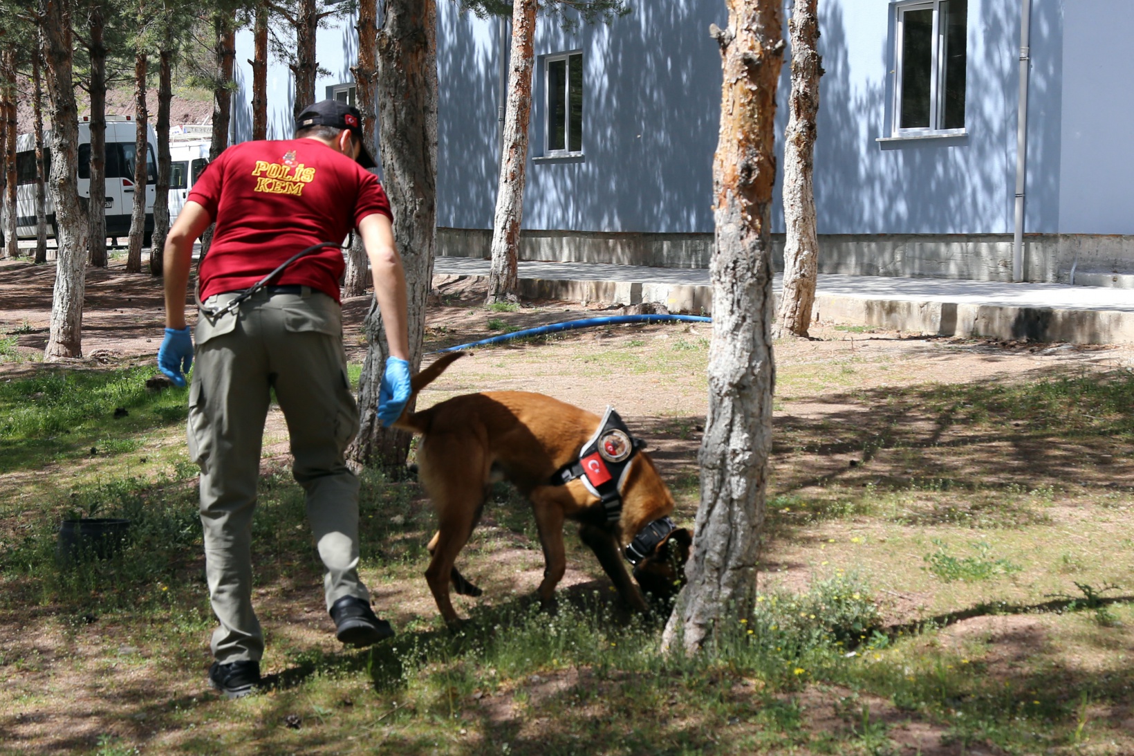 Narkotik ekiplerinin en büyük yardımcısı: Alex 11