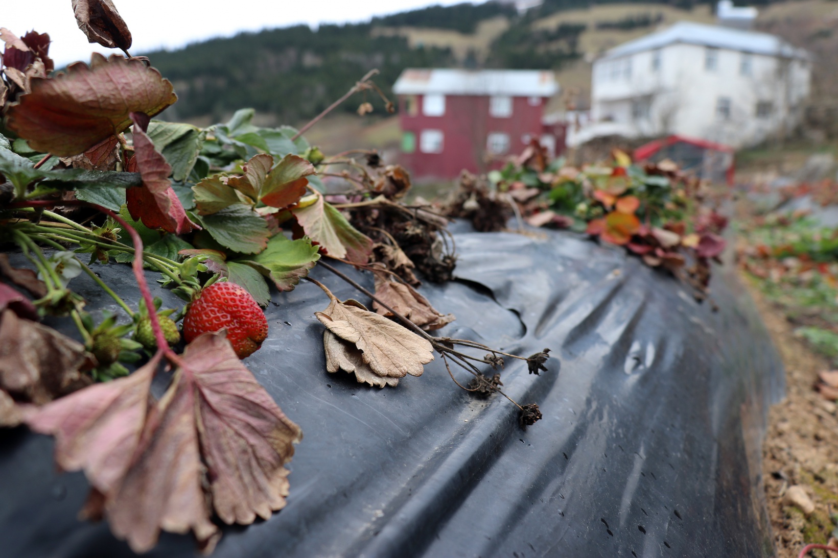 Bu köyde çilek geçim kaynağı oldu 1