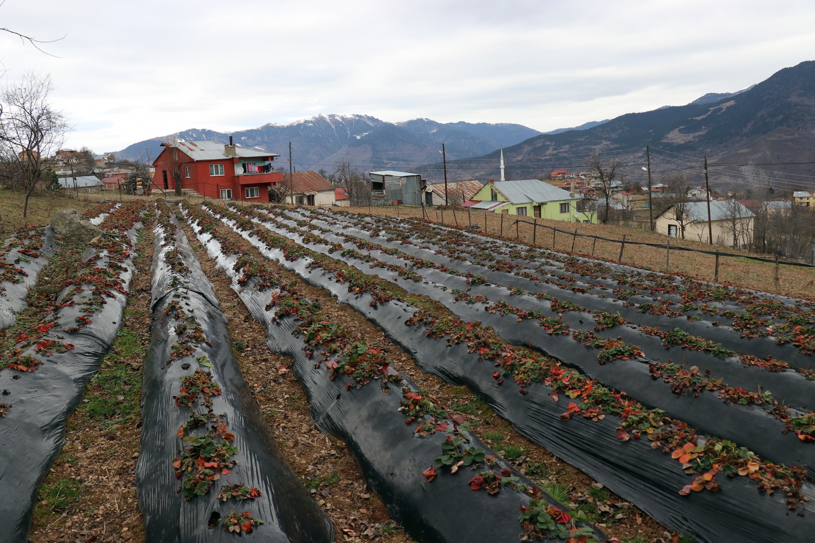 Bu köyde çilek geçim kaynağı oldu 5