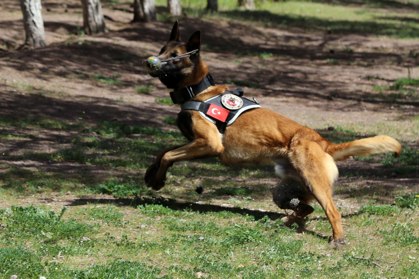 Narkotik ekiplerinin en büyük yardımcısı: Alex 5