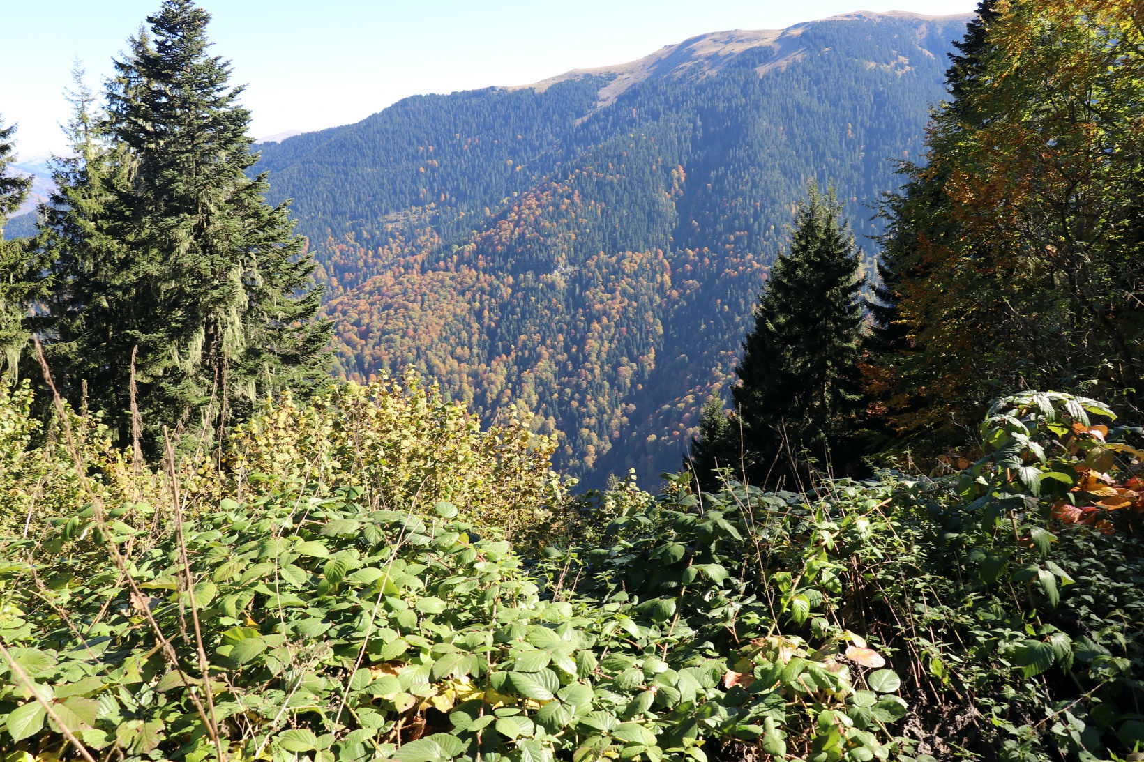 Eşsiz manzarayı görmek için canlı ağaç müzesine akın ettiler 2