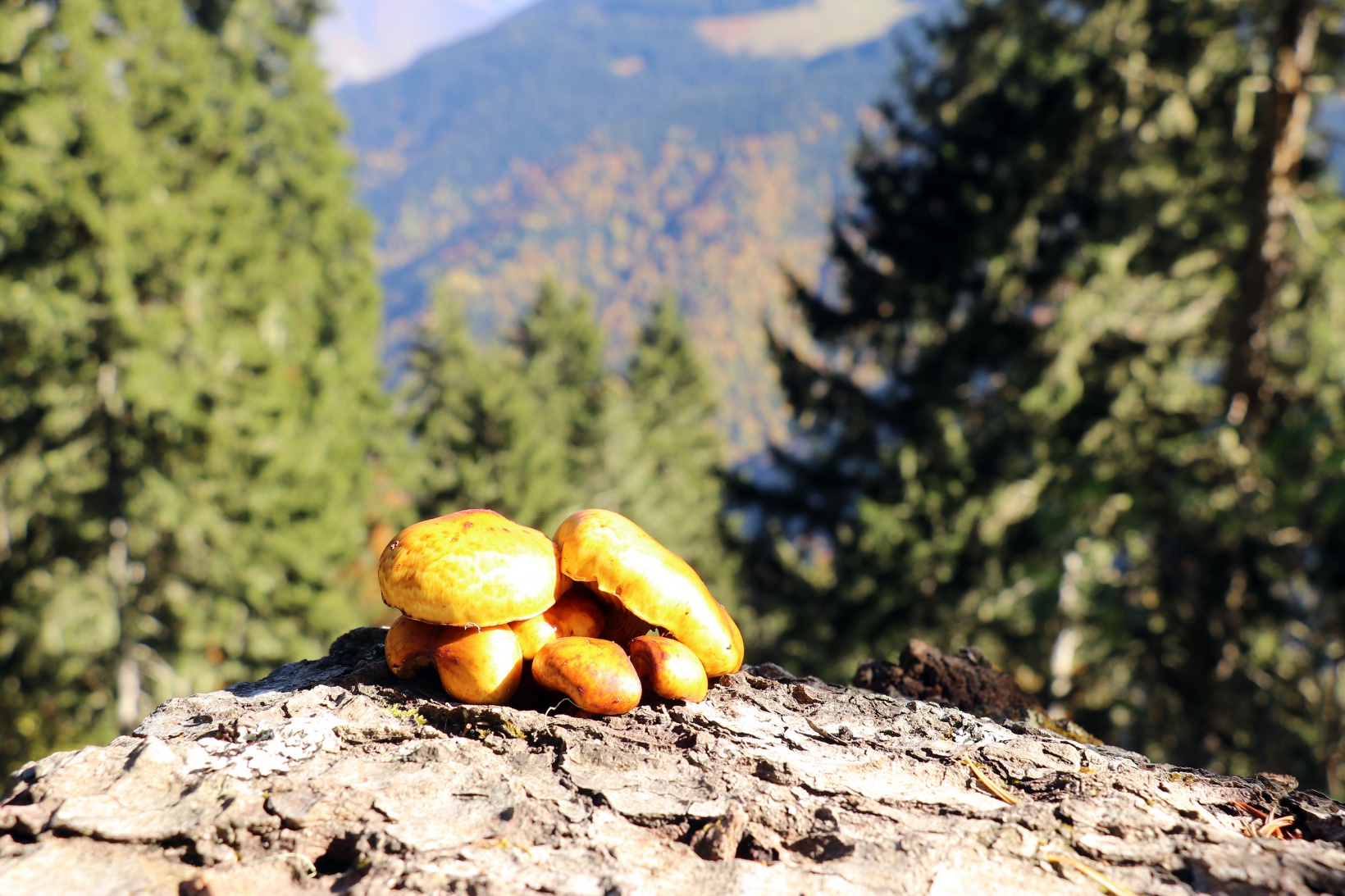 Eşsiz manzarayı görmek için canlı ağaç müzesine akın ettiler 43