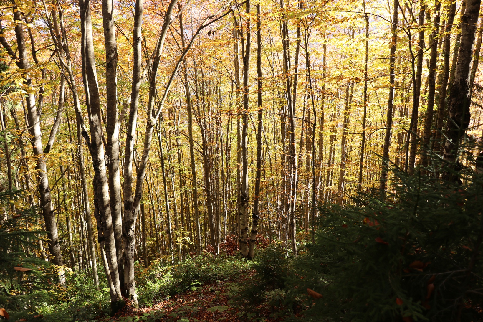 Eşsiz manzarayı görmek için canlı ağaç müzesine akın ettiler 26