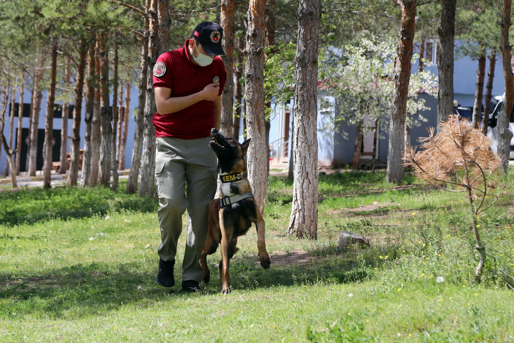 Narkotik ekiplerinin en büyük yardımcısı: Alex 9