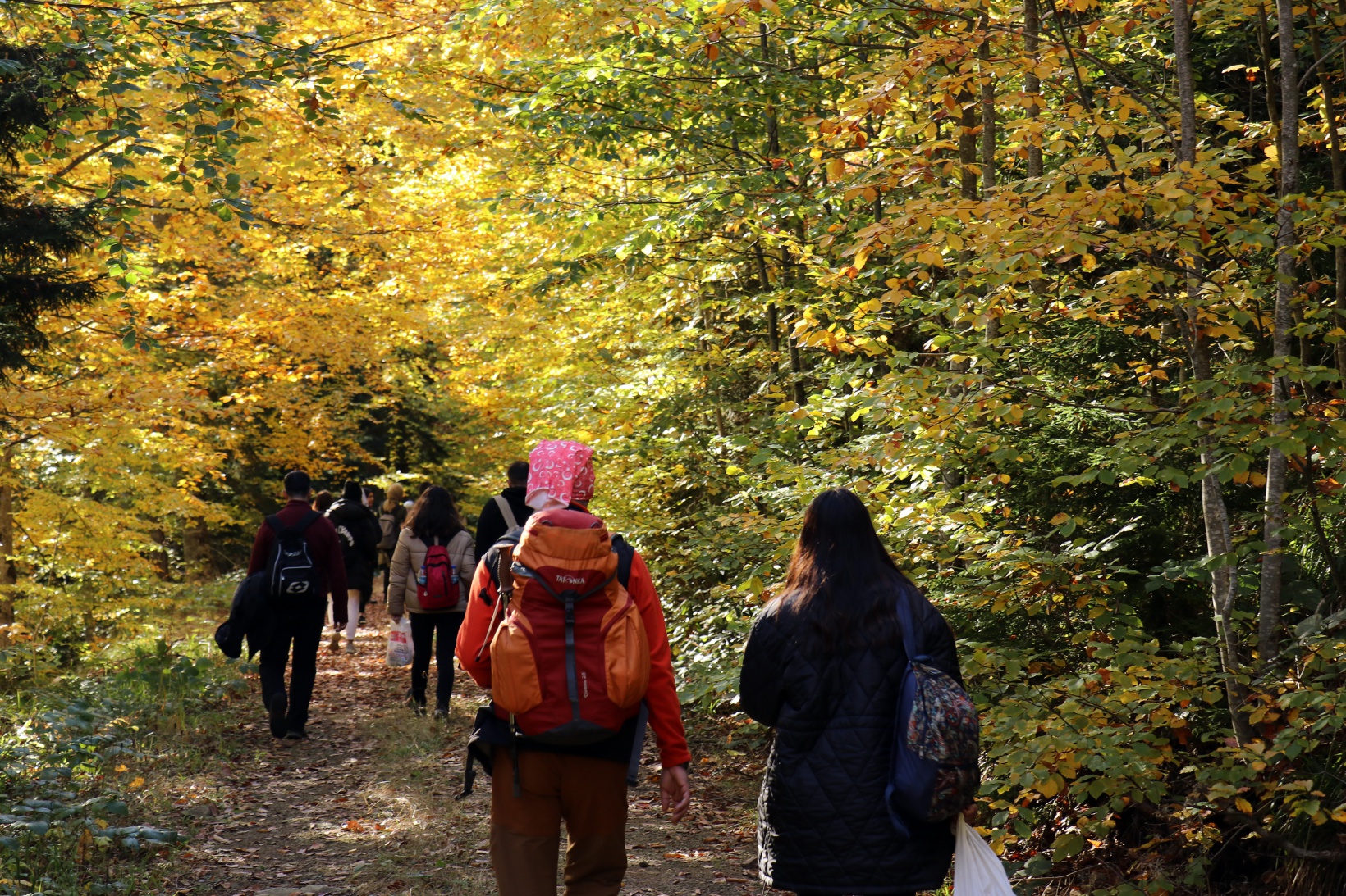 Eşsiz manzarayı görmek için canlı ağaç müzesine akın ettiler 1
