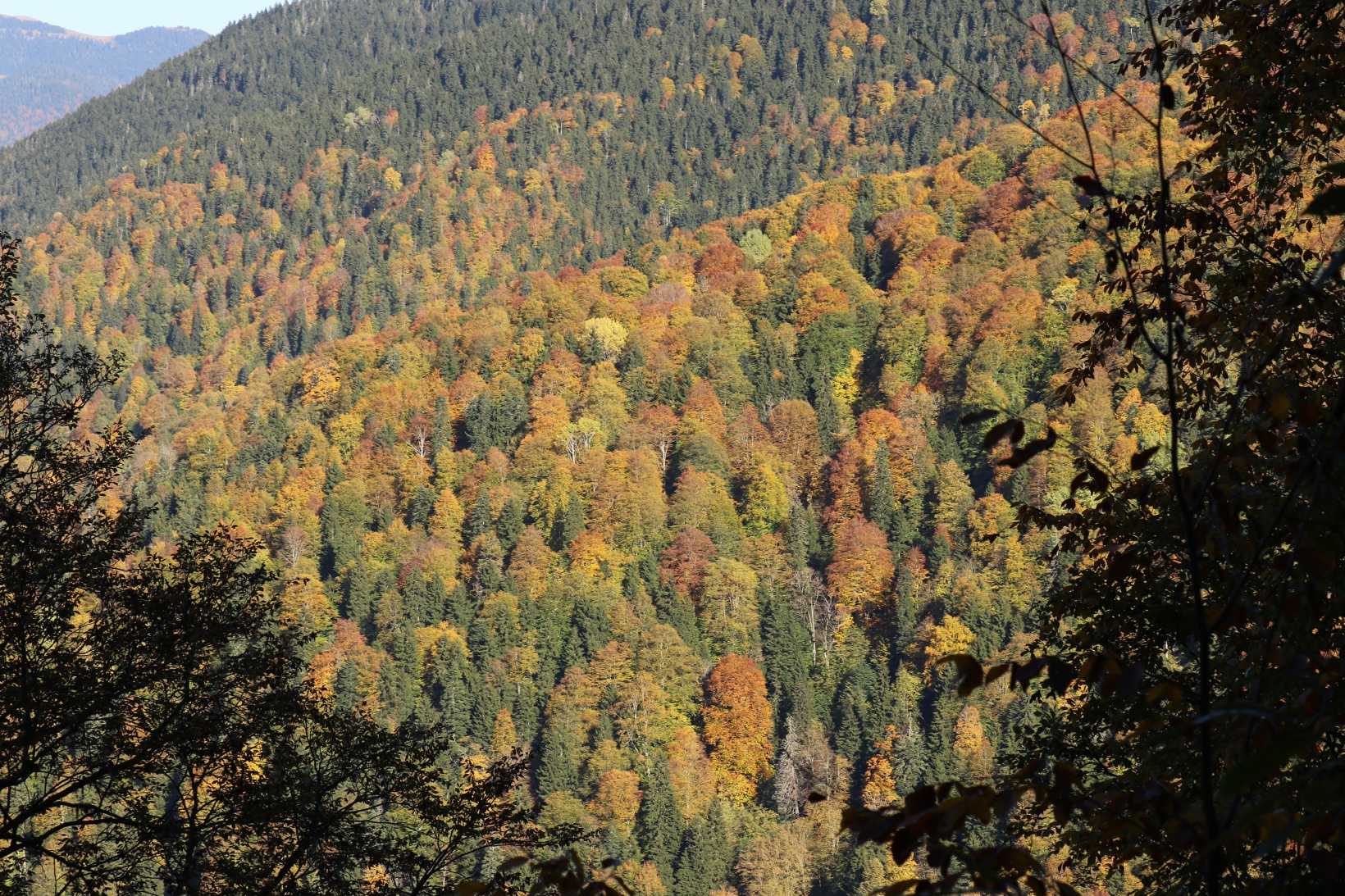 Eşsiz manzarayı görmek için canlı ağaç müzesine akın ettiler 4