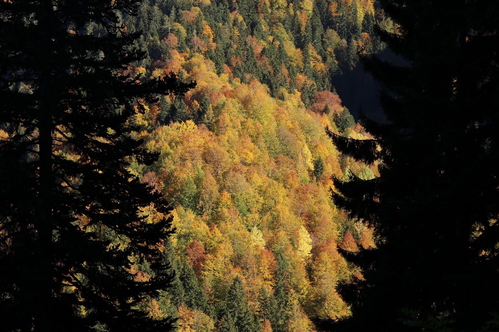 Eşsiz manzarayı görmek için canlı ağaç müzesine akın ettiler 3