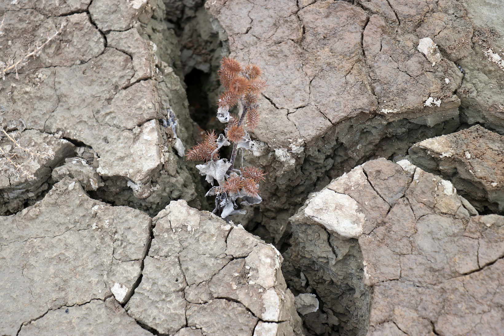 Torul baraj gölünde su seviyesi 40 metre çekildi 10