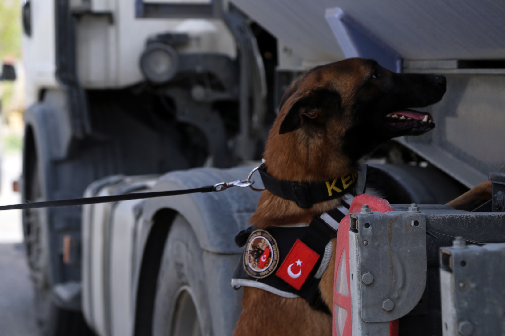 Narkotik ekiplerinin en büyük yardımcısı: Alex 14